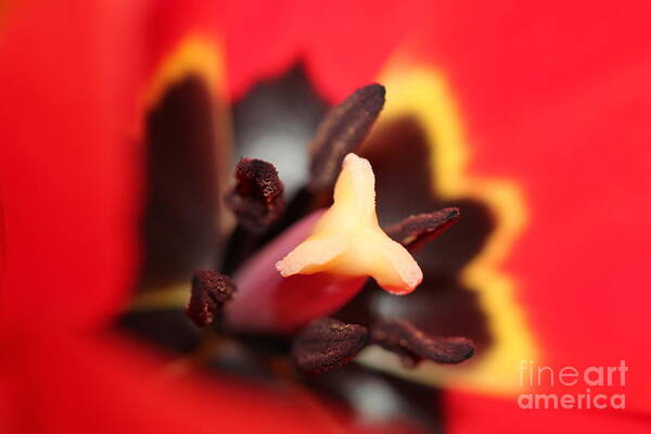 Landscape Poster featuring the photograph Red Tulip Stamen by Donna L Munro
