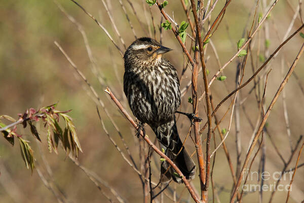 Female Poster featuring the photograph Red-winged Blackbird Female by Linda Freshwaters Arndt
