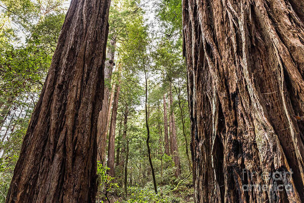 Bark Poster featuring the photograph Redwoods by Kate Brown