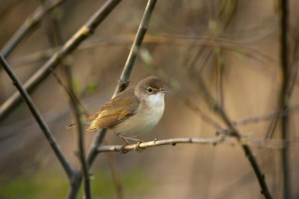 Sylvidae Poster featuring the photograph Reed Warbler by Paul Scoullar