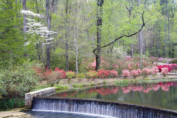 Azalea Poster featuring the photograph Reflections by Eggers Photography