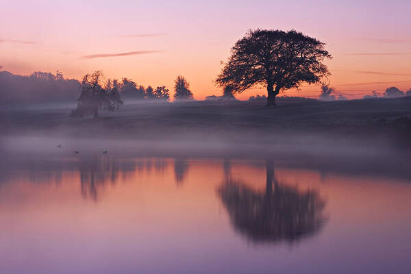 Tree Poster featuring the photograph Reflections in a Lake at Dawn / Maynooth by Barry O Carroll