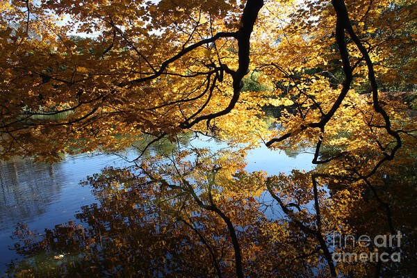 Reflections Poster featuring the photograph Reflections by John Telfer