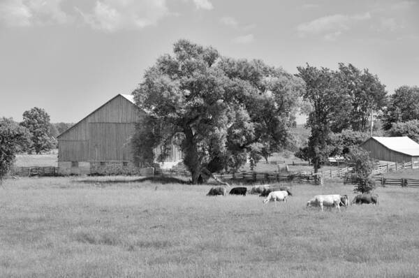 Barn Poster featuring the photograph Reive Blvd Barn 15059b by Guy Whiteley