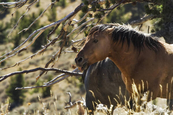 Pryor Mustangs Poster featuring the photograph Relaxing by the Tree - Pryor Mustang by Belinda Greb