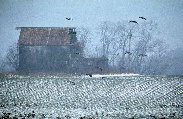 Nature Poster featuring the photograph Remembering The Farm by Skip Willits