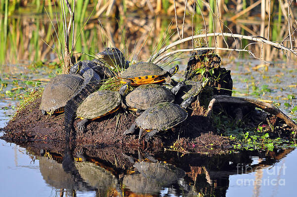 Turtle Poster featuring the photograph Reptile Refuge by Al Powell Photography USA