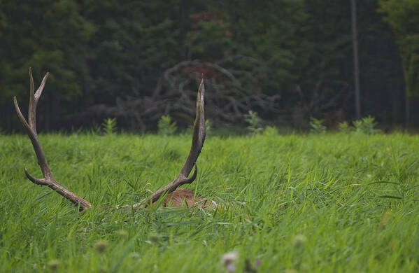 Elk Poster featuring the photograph Resting Elk by Larry Bohlin