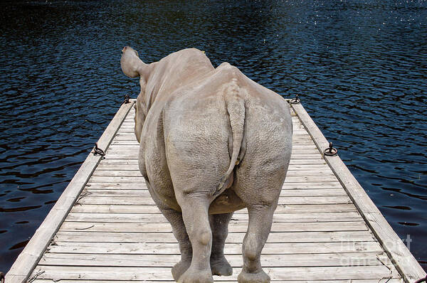 Rhino Rhinoceros Wood Wooden Dock Water Board Wave Blue Round Cl Poster featuring the photograph Rhino on the dock by Les Palenik