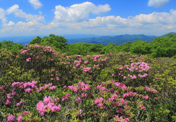 Rhododendron Poster featuring the photograph Rhododendrons Craggy Gardens Blue Ridge Parkway by John Burk