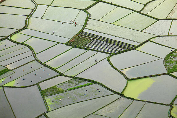 Scenics Poster featuring the photograph Rice Fields by Bihaibo