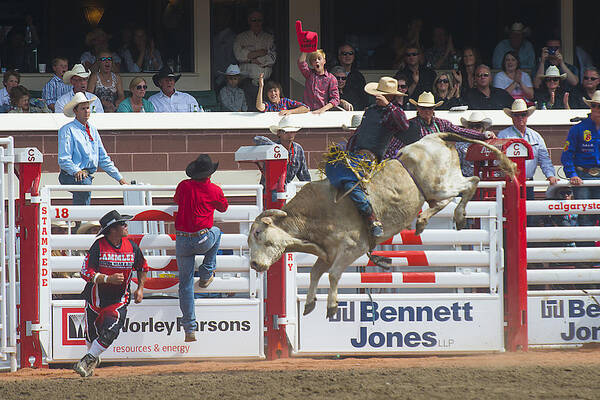 2014 Poster featuring the photograph Ride em Cowboy by Bill Cubitt