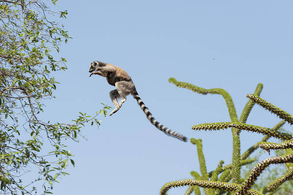 536467 Poster featuring the photograph Ring-tailed Lemur And Baby Leaping by Suzi Eszterhas
