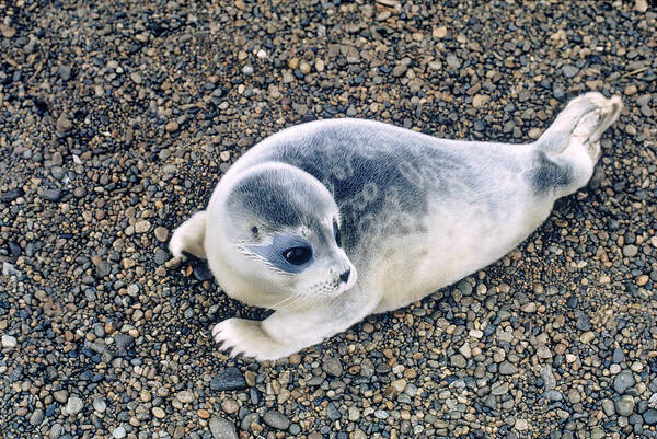 Alaska Fauna Poster featuring the photograph Ringed Seal by Carleton Ray