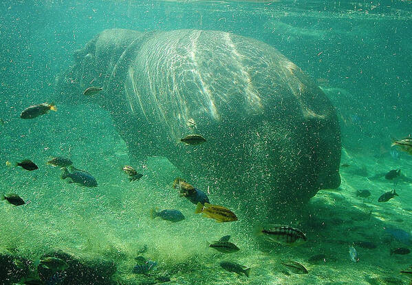 Hippo Poster featuring the photograph River Horse by David Nicholls