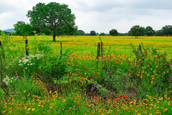 Wildflowers Poster featuring the photograph Roadside Bonanza by Lynn Bauer