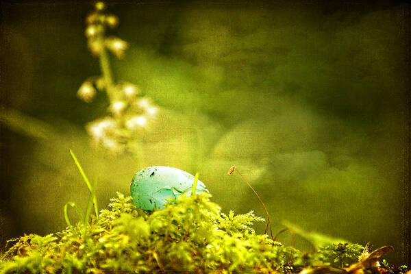 Egg Poster featuring the photograph Robin's Egg on Moss by Peggy Collins
