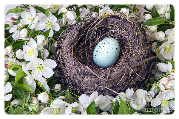 Apple Poster featuring the photograph Robin's Nest by Edward Fielding