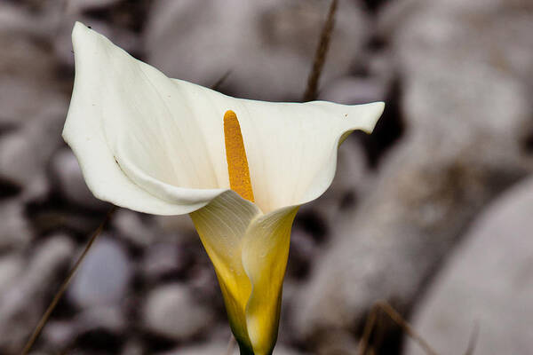 White Flower Poster featuring the photograph Rock Calla Lily by Melinda Ledsome