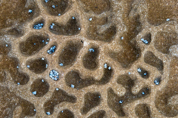 Rock Art Poster featuring the photograph Rock Pool Art D by Peter Kneen