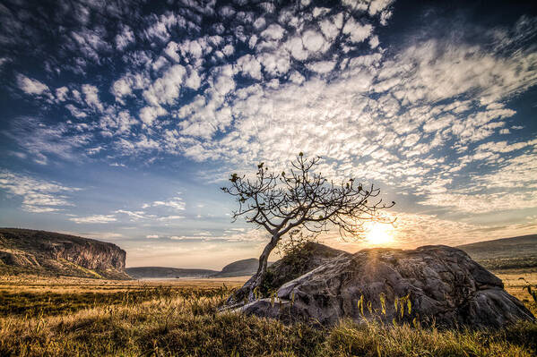 Africa Poster featuring the photograph Rock Tree and Rising Sun by Mike Gaudaur