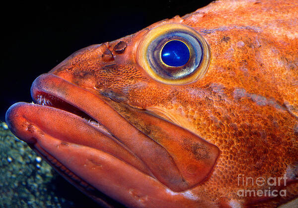 Rockfish Face Poster featuring the photograph Rockfish Face by Wernher Krutein