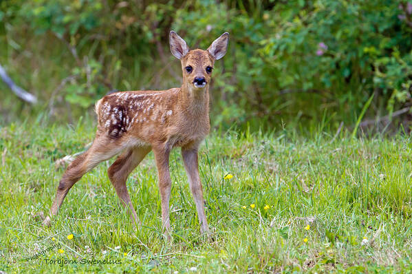 Roe Deer Fawn Poster featuring the photograph Roe Deer Fawn by Torbjorn Swenelius