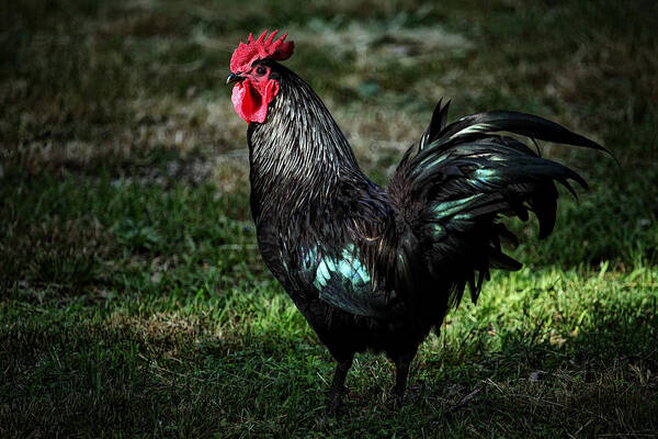 Rooster Poster featuring the photograph Rooster in Mixed Light by Michael Dougherty