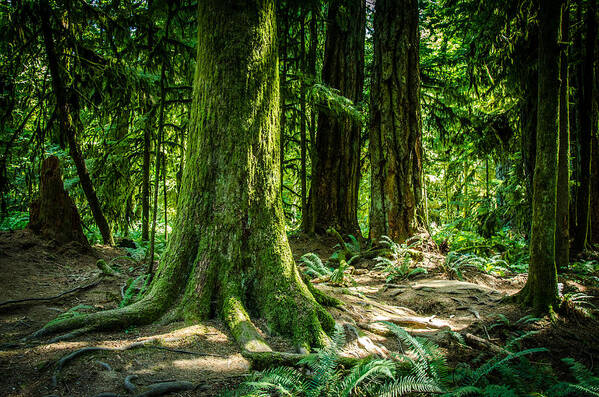 Old Growth Forest Poster featuring the photograph Root Feet Cathedral Grove by Roxy Hurtubise