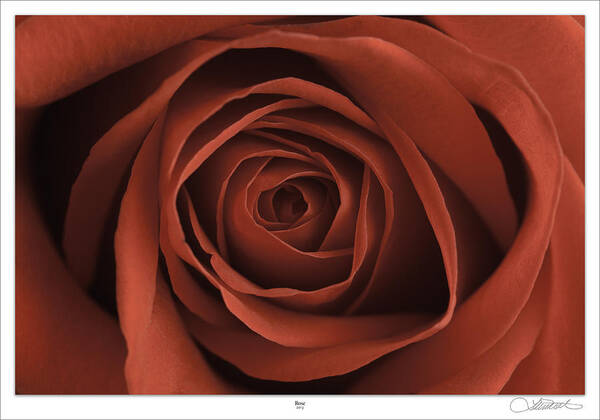 Abstract Art Poster featuring the digital art Rose by Lar Matre