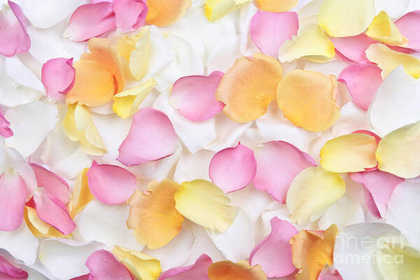 Petals Poster featuring the photograph Rose petals background by Elena Elisseeva