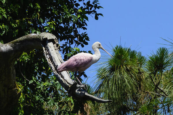 Ciconiiformes Poster featuring the photograph Roseate Spoonbill on Snag by Steve Samples
