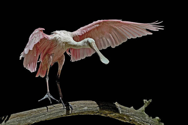 Roseate Spoonbill Poster featuring the photograph Roseate Spoonbill by Stuart Harrison