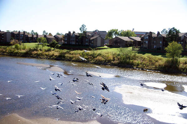  Great Blue Heron Photographs Poster featuring the photograph Route 66 at Arkansas River by Vernis Maxwell