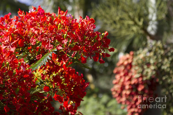 Aloha Poster featuring the photograph Royal Poinciana - Flamboyant - Delonix regia - Honokohau Maui Hawaii by Sharon Mau