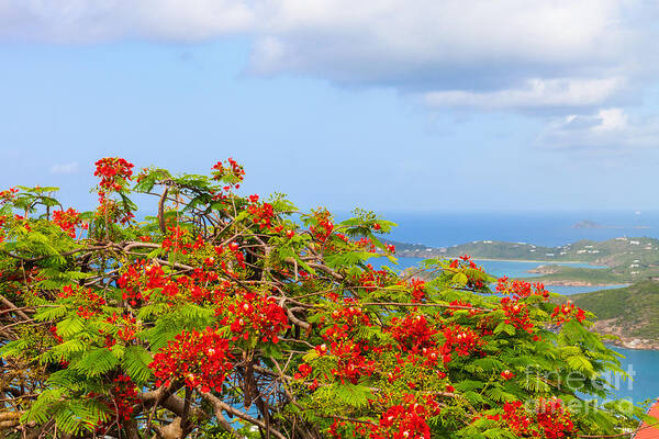 Turquoise Poster featuring the photograph Royal Poinciana View by Diane Macdonald