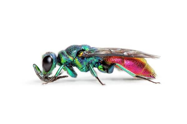 Chrysis Ignita Poster featuring the photograph Ruby-tailed Wasp by Alex Hyde