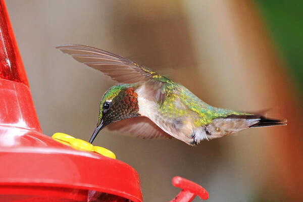 Hummingbird Poster featuring the photograph Ruby Throated Hummingbird by Barbara West