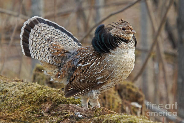 Ruff Grouse Poster featuring the photograph Ruffed Grouse Courtship Display by Linda Freshwaters Arndt
