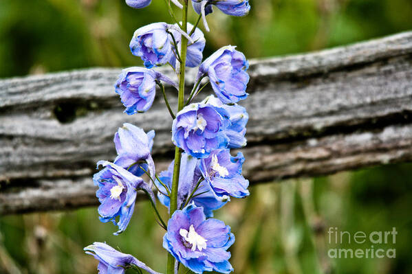  Poster featuring the photograph Rustic Delphinium by Cheryl Baxter