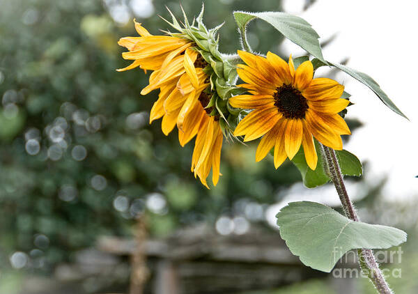  Poster featuring the photograph Rustic Sunflowers by Cheryl Baxter