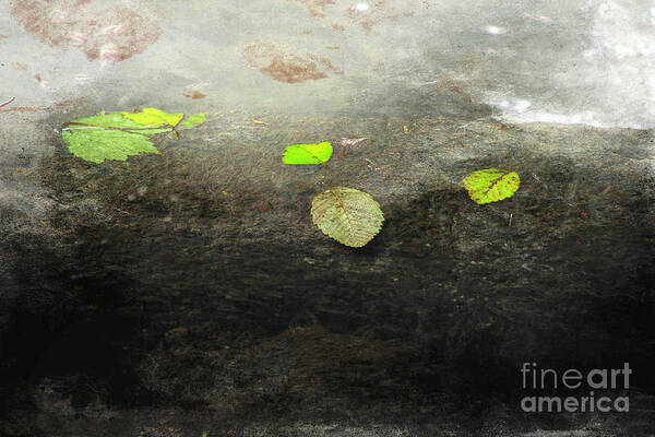 Nature Poster featuring the photograph Safe Harbor by Ellen Cotton