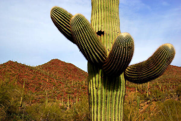 Saguaro Poster featuring the photograph Saguaro by Daniel Woodrum