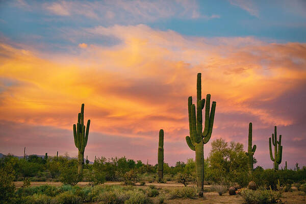 Saguaro Poster featuring the photograph Saguaro Desert Life by James BO Insogna