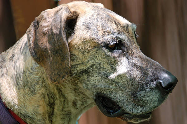 Great Dane Poster featuring the photograph Sammy by Aimee L Maher ALM GALLERY