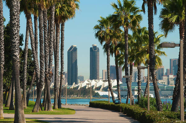 Grass Poster featuring the photograph San Diego Skyline And Palm Trees Scene by Davel5957