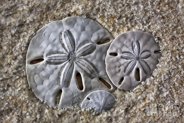 Sand Poster featuring the photograph Sand Dollars 2106 by Walt Foegelle