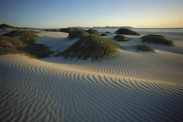 Feb0514 Poster featuring the photograph Sand Dunes Magdalena Island Baja by Tui De Roy