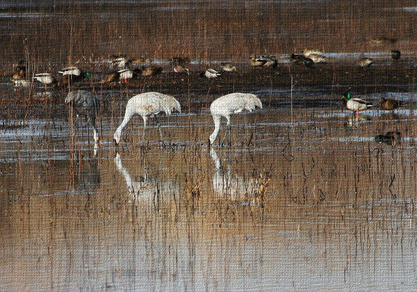 Sand Hill Cranes Eating Poster featuring the photograph Sand Hill Cranes Eating by Tom Janca