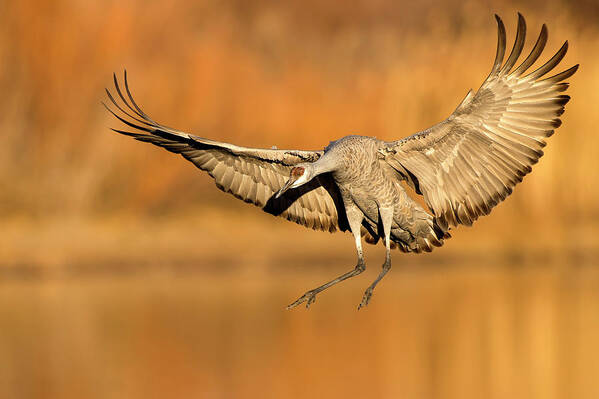 Animal Themes Poster featuring the photograph Sandhill Crane Landing by D Williams Photography